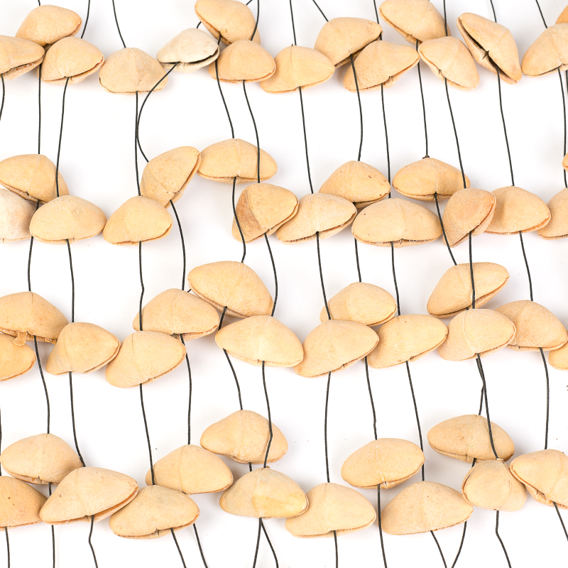 Sela SESDC5 Sela Seed Chime Kenari XL