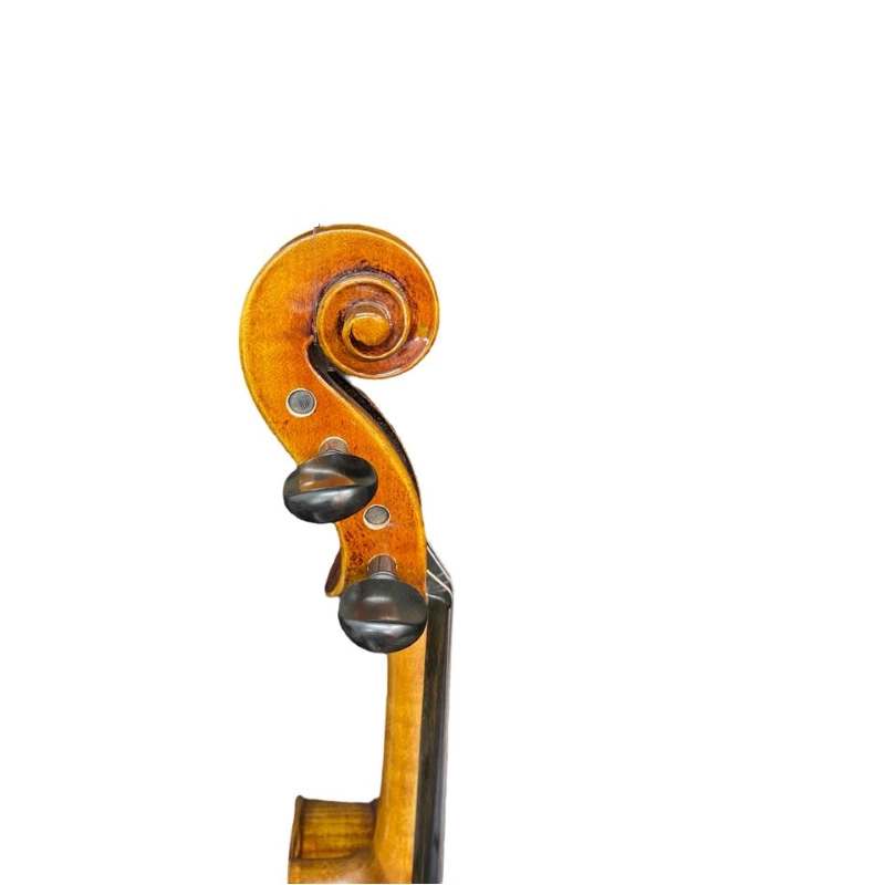 Flora Viola By Bruck FP302 16.5" Fasce e fondo fiammati